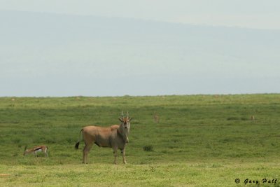 Eland - Serengeti N.P. - Tanzania.jpg