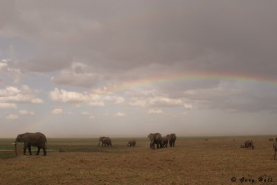 Elephants - Ambosili N.P. - Kenya.jpg