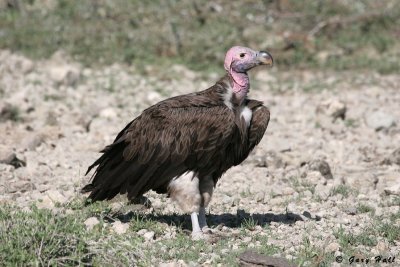 Vulture - Lake Ndutu Tanzania.jpg