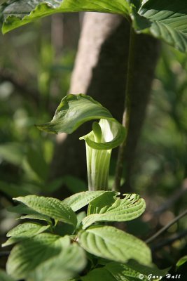 Jack-in-the-Pulpit_07-05-13_1.jpg