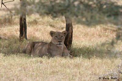 Lake Nakuru N.P. - Kenya 2.JPG