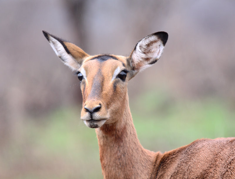 Impala