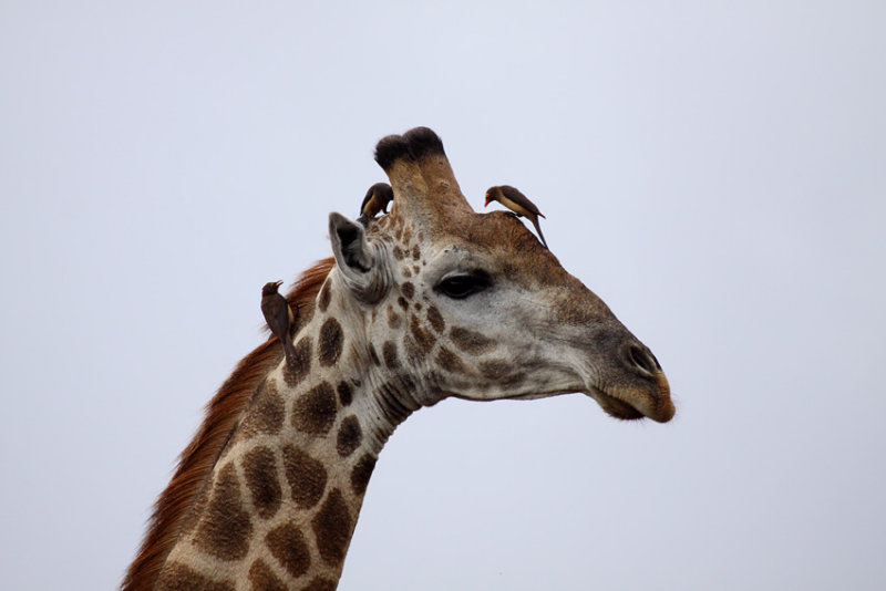Giraffe (with a few Red-billed Oxpeckers)