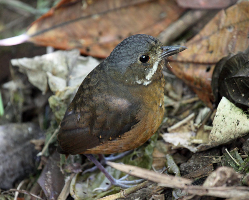 Moustached Antpitta