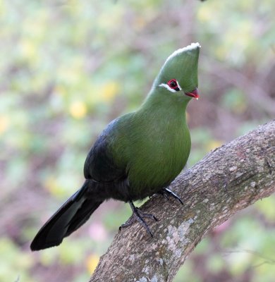 Knysna Turaco