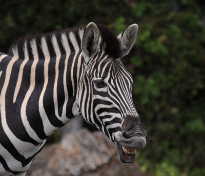 Burchells Zebra 