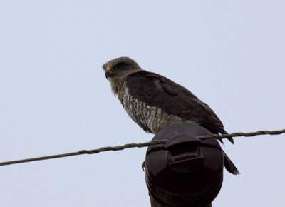 Southern Banded (Faciated) Snake-Eagle