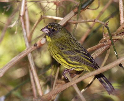 Forest Canary