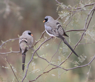 Namaqua Dove