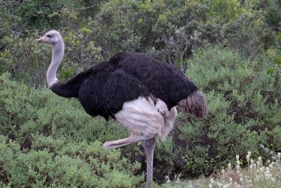 Ostrich