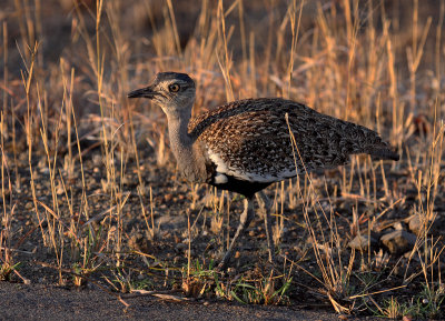 Red-crested Korhaan