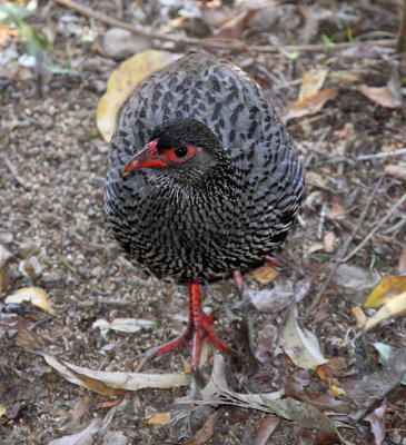 Red-necked Spurfowl