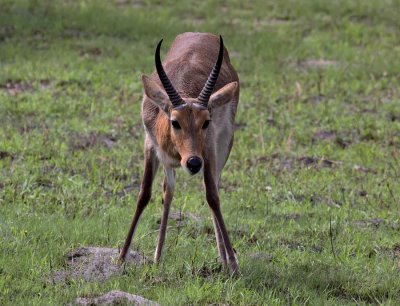 Common (Southern) Reedbuck