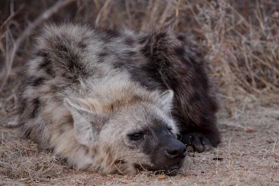 Spotted Hyena