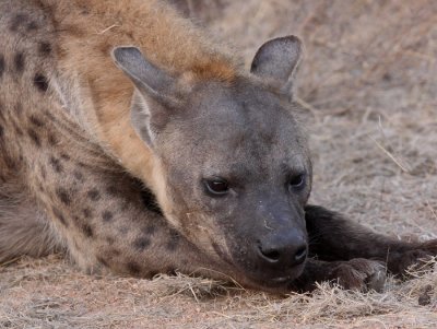 Spotted Hyena (adult)