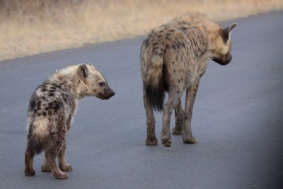 Spotted Hyenas