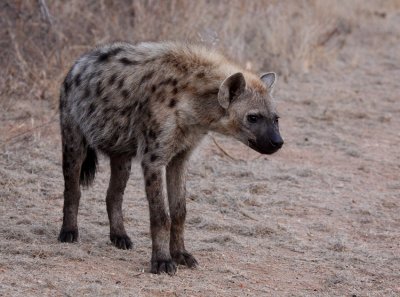 Spotted Hyena