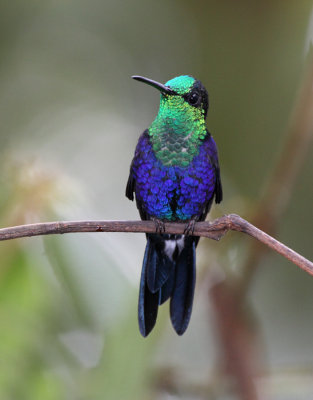 Green-crowned Woodnymph (male)