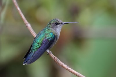 Green-crowned Woodnymph (female)