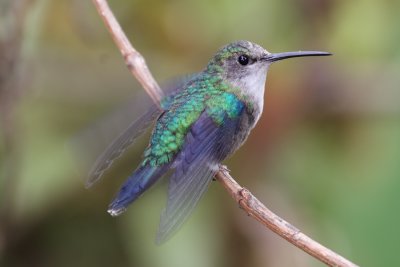 Green-crowned-Woodnymph (female)