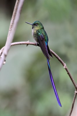 Violet-tailed Sylph (male)