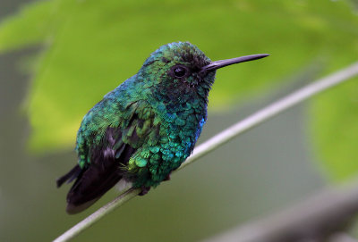 Western Emerald