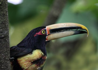 Collared (Pale-mandibled) Aracari