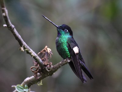 Buff-winged Starfrontlet