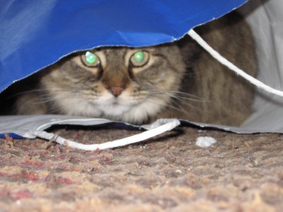 Cat's in the Bag
