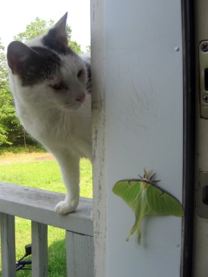 Visitor 1