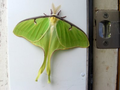 Visitor 2
