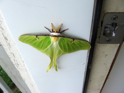 Visitor 3