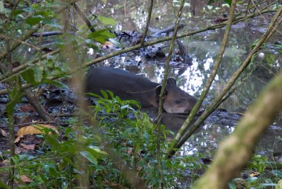 tapir742.jpg