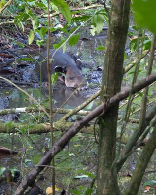tapir745.jpg