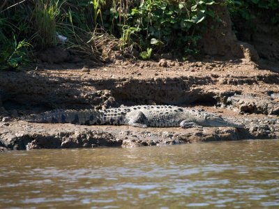 croc879.jpg
