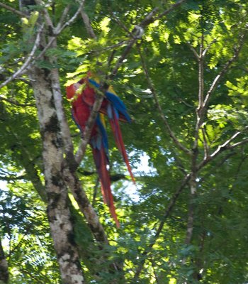 macaw914.jpg