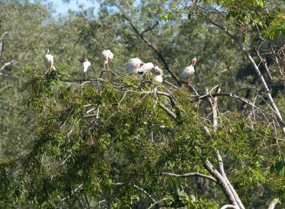 pink-Ibis861.jpg