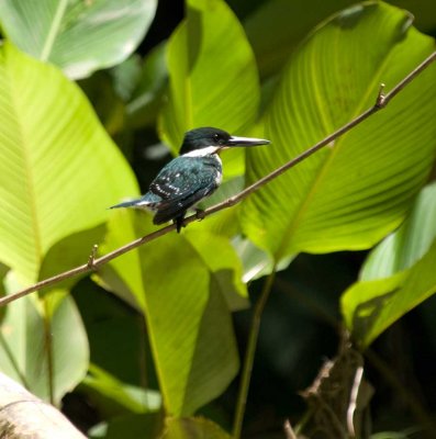 pygmy-kingfisher935.jpg