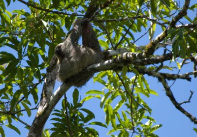 sloth931.jpg
