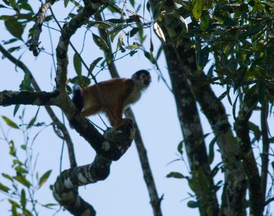 squirrel869.jpg