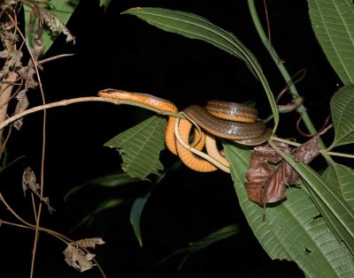 snake968.jpg