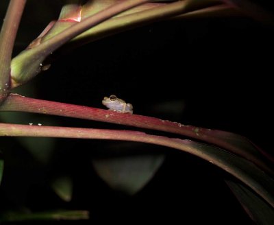 frog971.jpg