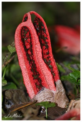 Octopus stinkhorn - Inktviszwam - Clathrus archeri