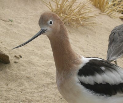 avocet