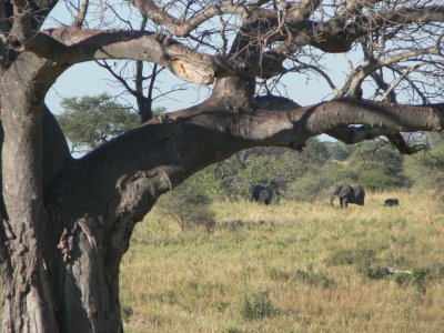 elephants beyond baobab