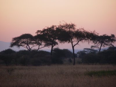 dawn in Tarangire