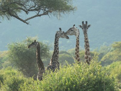 4 giraffes