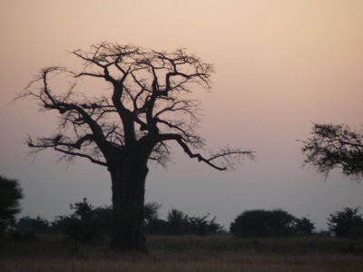 baobab at dawn