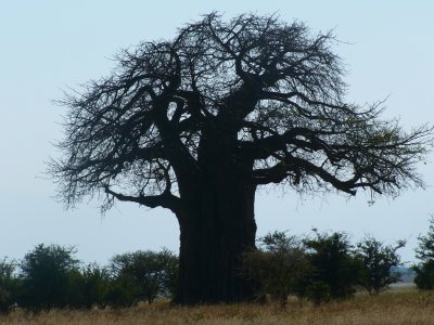 baobab silhouette