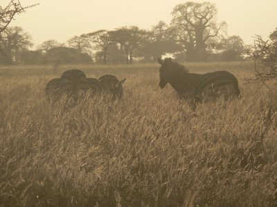 zebras in early light